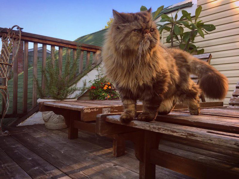 PET POLITICS: Ryan Foster of Warm Body Finds Love With a Cat Named